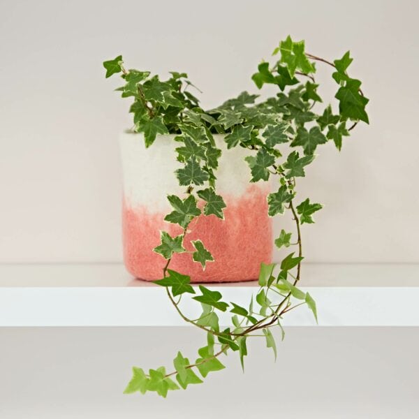 Ivy plant in a Handmade Felt Peach Ombre Plant Pot Cover on a shelf.