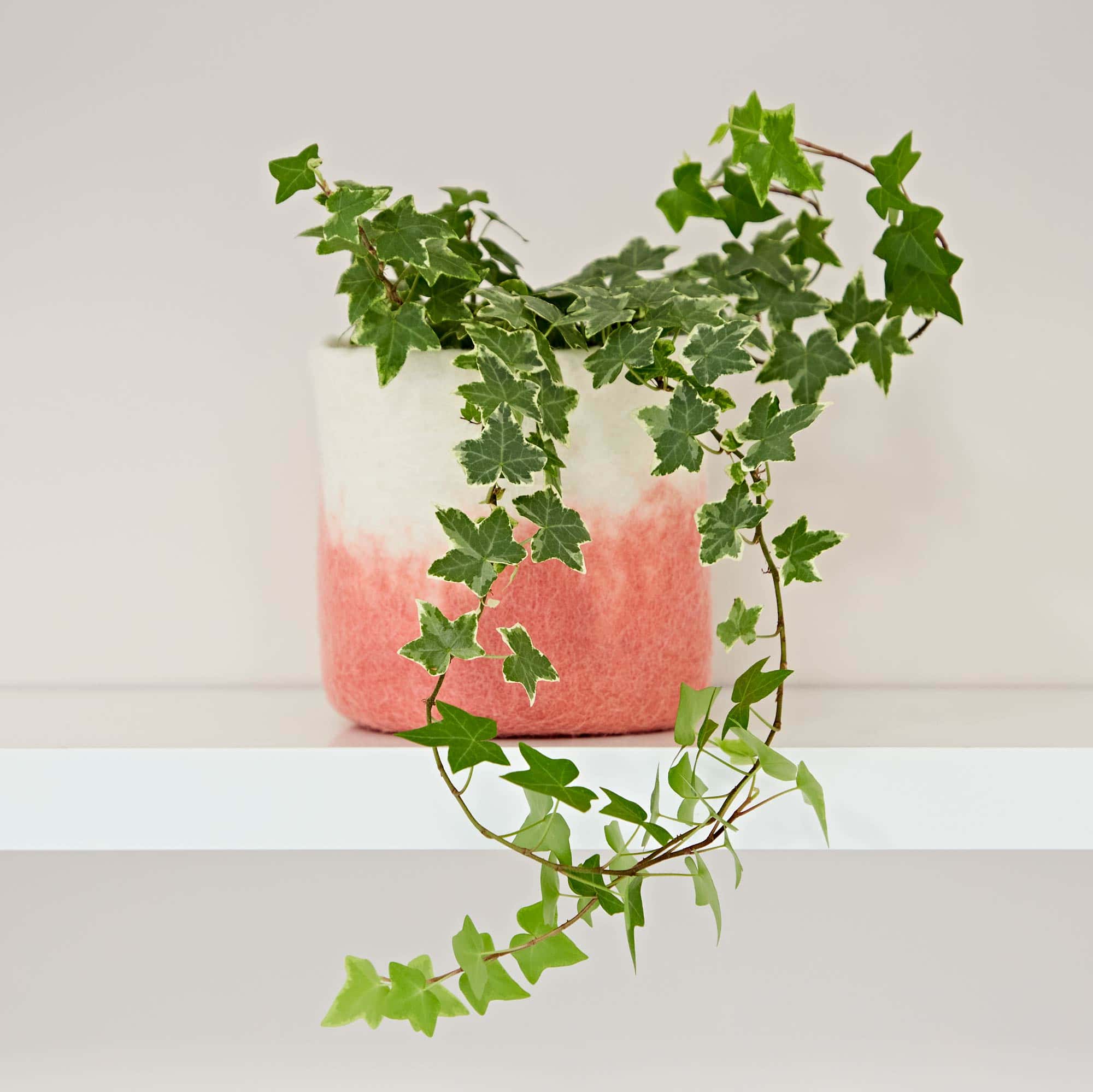 Ivy plant in a Handmade Felt Peach Ombre Plant Pot Cover on a shelf.