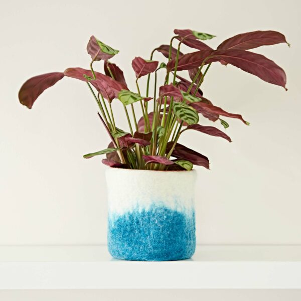 A plant in a Handmade Felt Turquoise Ombre Plant Pot Cover on a shelf.