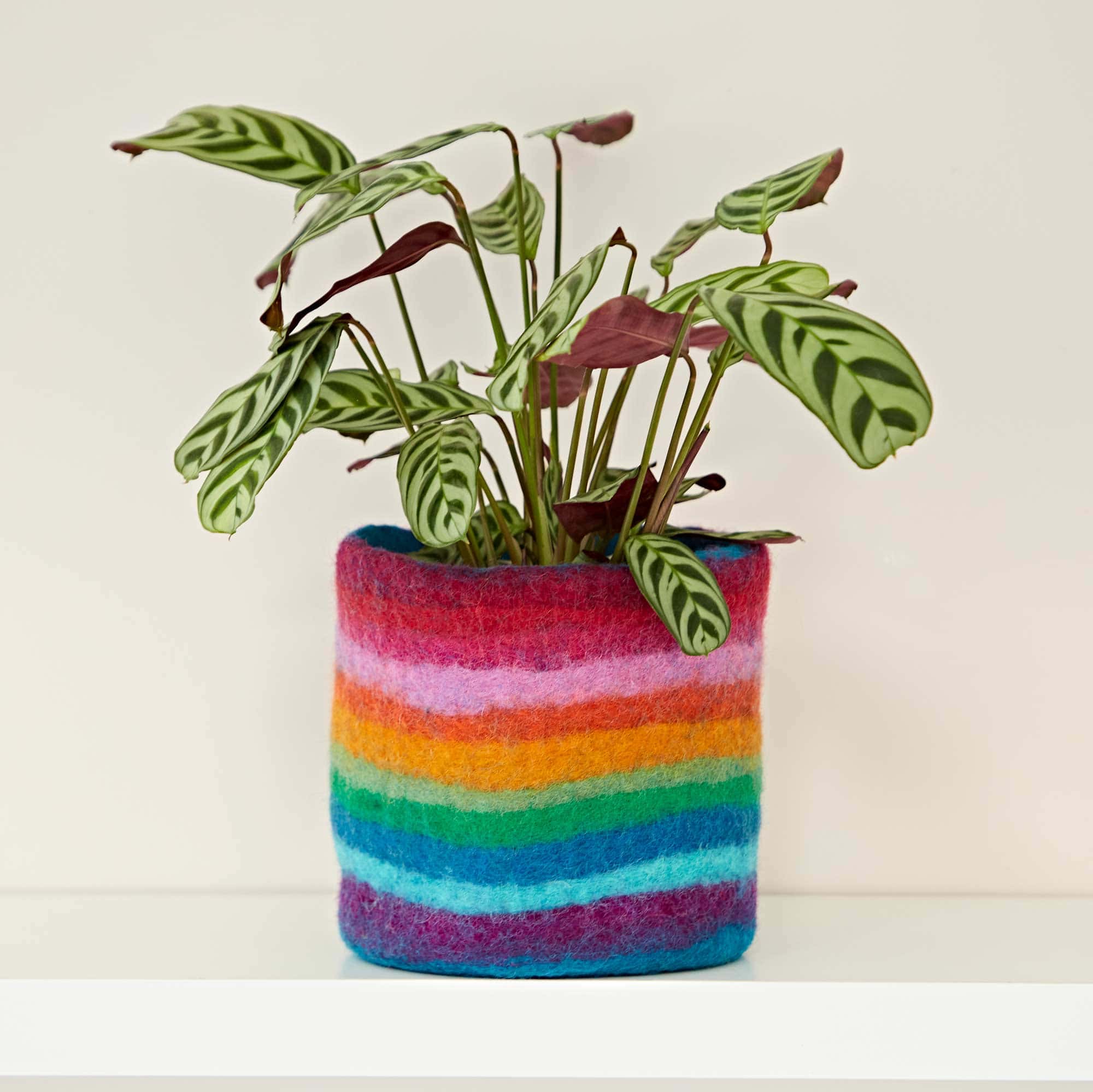 A Felt Handmade Rainbow Plant Pot Cover with a plant in it.