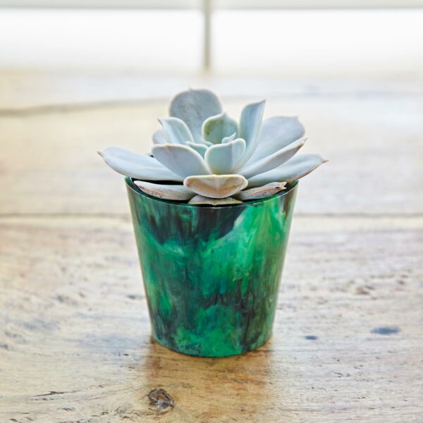 A green succulent in a mini planter on a wooden table.