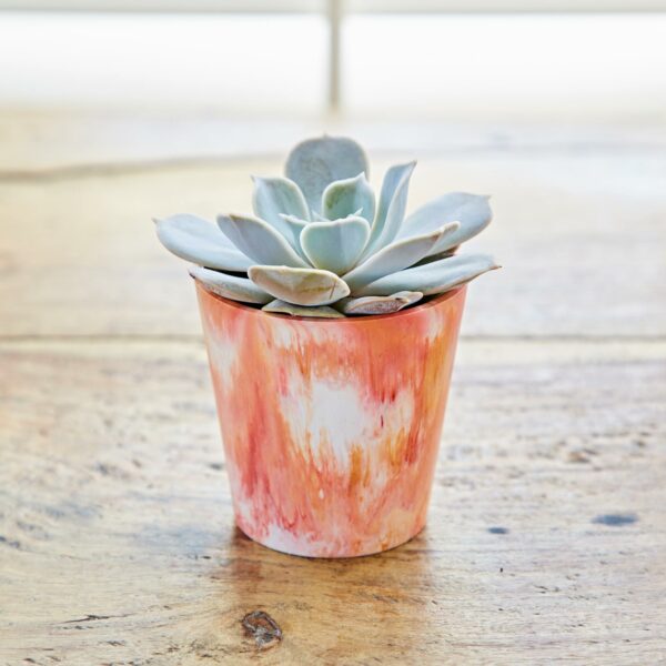 A mini planter with a succulent plant in a pot on a wooden table.