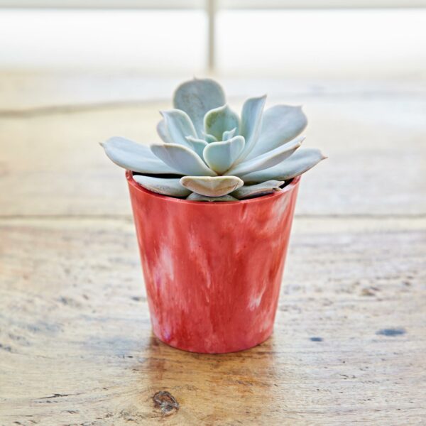 A Red Mini Planter with a succulent plant on a wooden table.