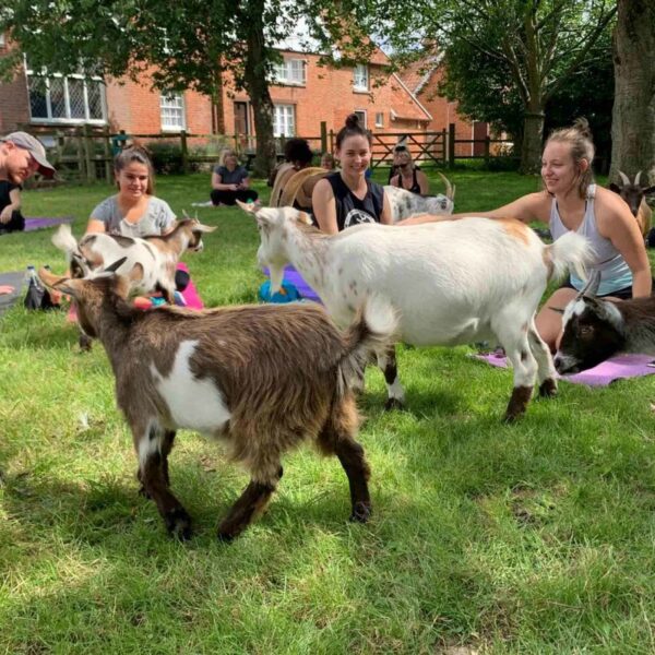 People can enjoy a unique Goat Yoga experience with the "Goat Yoga for Two in the Suffolk Countryside," practicing yoga on mats outdoors while goats interact around them on a grassy area in front of a brick building, all amidst the scenic backdrop of Suffolk.