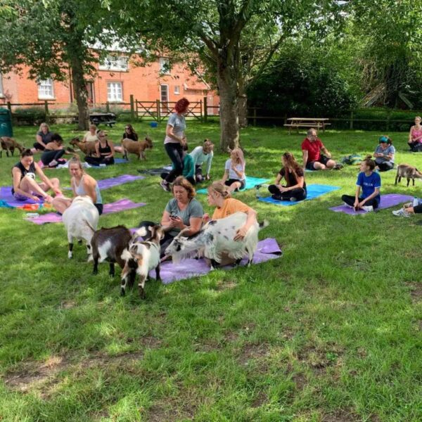 A group of people partaking in Goat Yoga for Two in the Suffolk Countryside on mats in a grassy area, interacting with several goats around them. Trees and buildings are visible in the background.