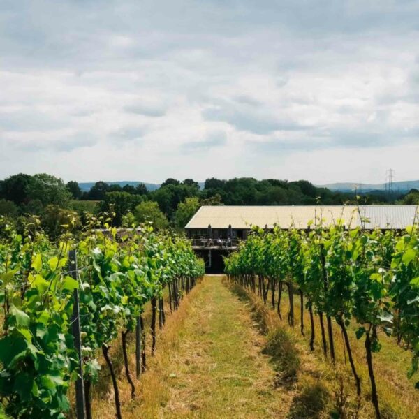 Rows of grapevines stretch toward a distant farm building, framed by verdant trees and a partly cloudy sky. The inviting ambiance sets the stage for your Nature and Wellness Day with Yoga, Forest Bathing, and Foraging for Two.