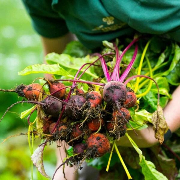 A person holding a bundle of freshly harvested beetroot with green and purple leaves still attached, straight from the Half Day The Edible Garden Course at The Raymond Blanc Gardening School, Le Manoir aux Quat Saisons.