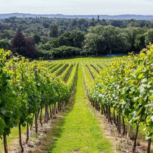 A well-maintained vineyard with rows of grapevines extending into the distance, surrounded by lush, green vegetation and distant hills under a clear sky—perfect for a relaxing Hiver's London Beekeeping and Beer Tasting Experience for Two.