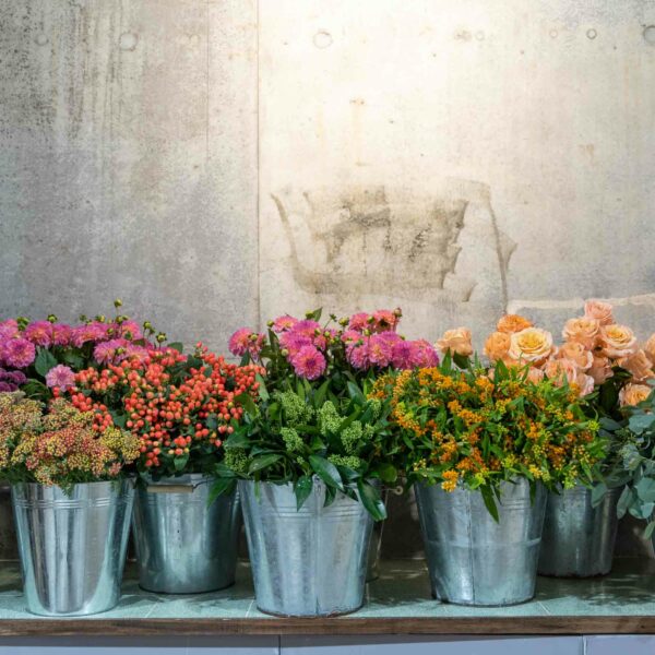 Galvanized metal buckets bursting with bright arrangements of pink dahlias, red berries, peach roses, and yellow blossoms produce a delightful atmosphere that evokes the serene charm of Goat Yoga for Two in the picturesque Suffolk countryside, all set against a textured concrete wall.
