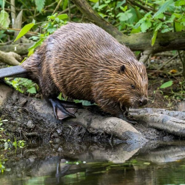 A beaver with brown fur walks along a muddy bank by the water, surrounded by green foliage, reminiscent of the serene landscapes experienced during the Mindful Sea Swimming for Two on the Edinburgh Coast.