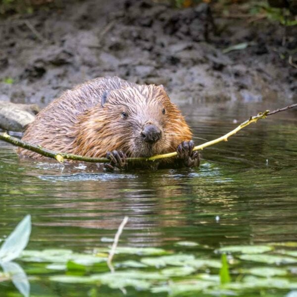 A beaver standing in water, holding onto a branch with both paws while its body is partially submerged, with greenery in the foreground and background, evokes the serenity of "Mindful Sea Swimming for Two on the Edinburgh Coast.