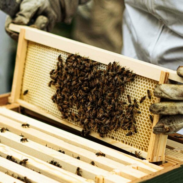 A beekeeper wearing gloves holds a wooden frame covered in honeycomb and bees, inspecting a beehive as part of the Terra Vitum Foraging Workshop and Wild Feast for Two.