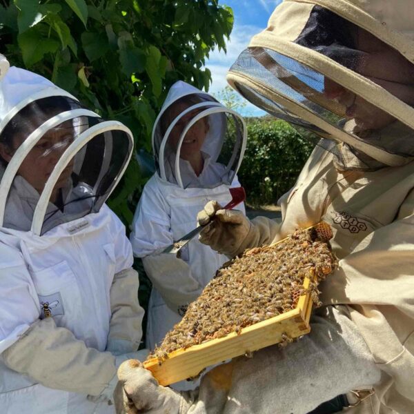 Three beekeepers in protective suits examine a frame of bees and honeycomb at the Terra Vitum Foraging Workshop and Wild Feast for Two on a sunny day.