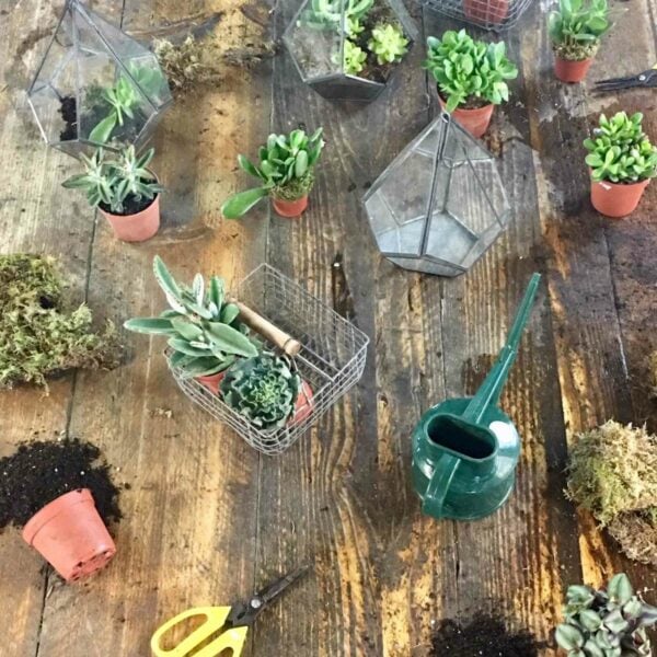 A wooden table is covered with small potted succulents, wire terrariums, a green watering can, yellow scissors, soil, and moss, as if ready for a Moyses Stevens Classic Hand-Tied Bouquet Workshop for Two.
