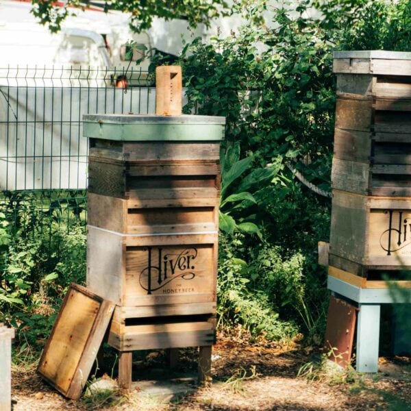Two "Totally Wild Foraging, Cookery and Lunch for Two" wooden beehives are situated in a garden area with lush green foliage and a metal fence in the background. One hive is open with its lid resting on the ground, revealing bees busy foraging for nectar.