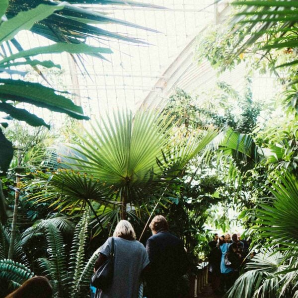 Two participants experience a Terrarium Workshop with Prosecco for Two, surrounded by large green plants thriving under the sunlight filtering through the glass ceiling of a lush indoor botanical garden.
