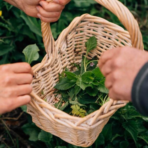 Two hands are holding a woven basket filled with green leafy plants, suggesting a foraging activity in a natural outdoor environment, likely gathering ingredients as part of the Totally Wild Foraging, Cookery and Lunch for Two experience.