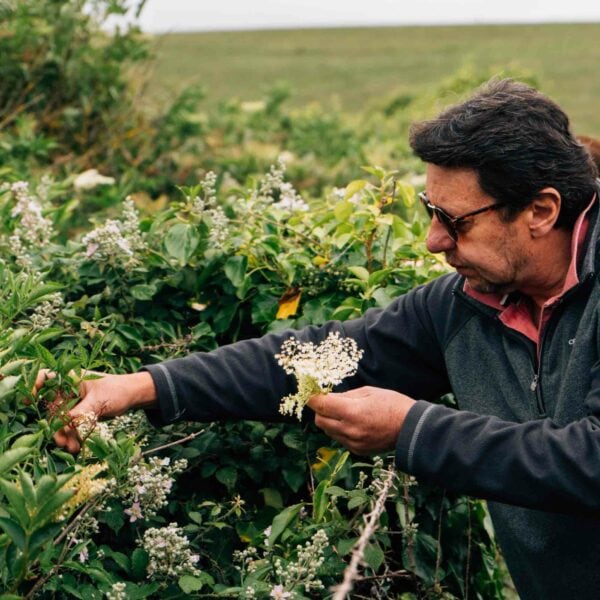 A person in sunglasses examines a flowering plant in a dense green outdoor setting, perhaps scouting new ingredients for their next Totally Wild Foraging, Cookery and Lunch for Two adventure.