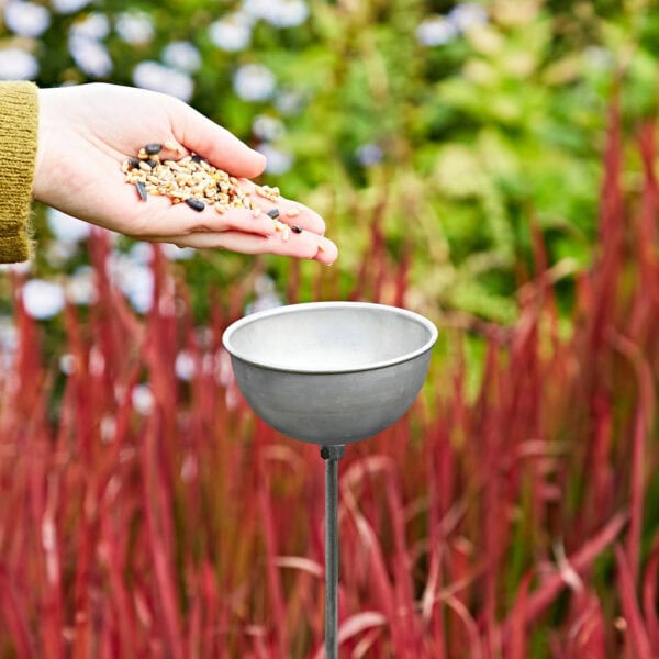 A hand holds birdseed above a Silver Rain Catcher / Plant Support Stake in a garden with red and green foliage in the background.