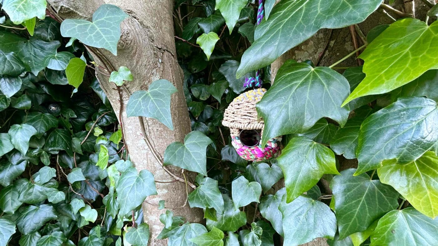A small birdhouse, a perfect Mother's Day gift, is nestled among vibrant green ivy leaves on a tree trunk.